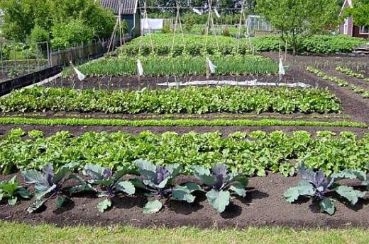 Een moestuintje aanleggen Doomkerke Een moestuintje aanleggen Doomkerke
