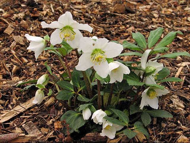 Helleborus.jpg