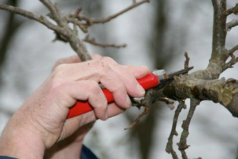 fruitbomen_snoeien2.jpg fruitbomen_snoeien2.jpg