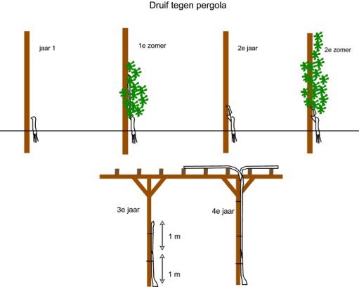 pergola.jpg