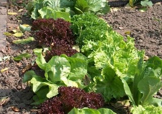 moestuin.jpg