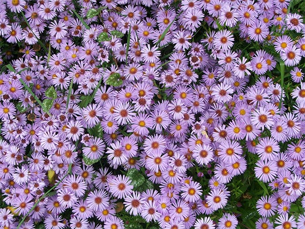 _aster.jpg