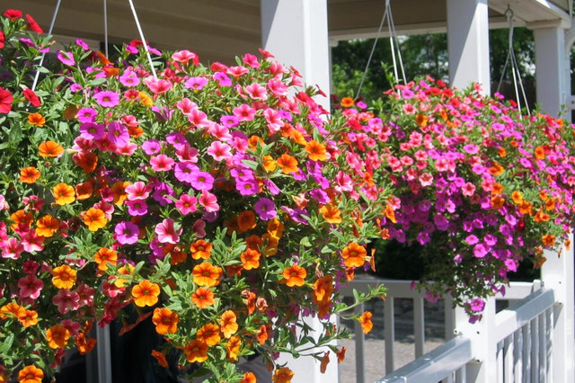 hanging_baskets.jpg