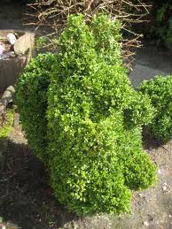 buxus.jpg