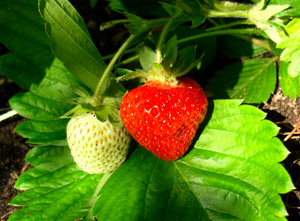 aardbeien.jpg