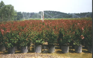 containerplanten.jpg