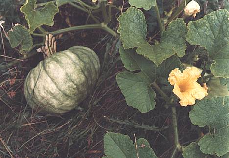 pompoenmetbloem.jpg