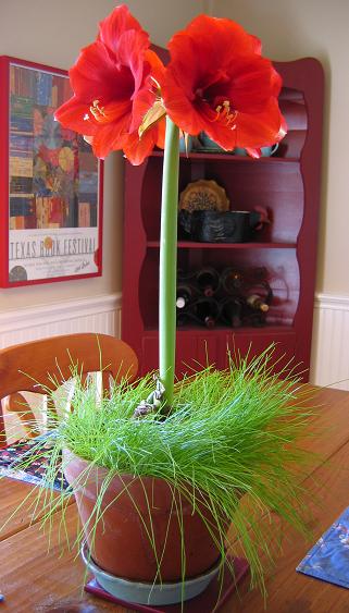 Amaryllis.jpg