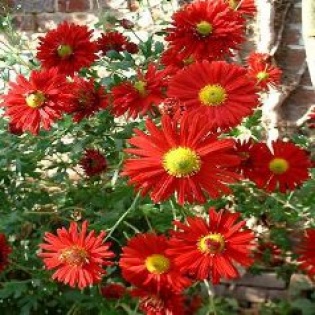 herfstchrysanten.jpg