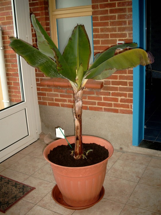bananenplant_2.jpg