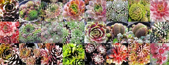 preview_sempervivum_huislook_vetplantjes_tuinaanle.jpg